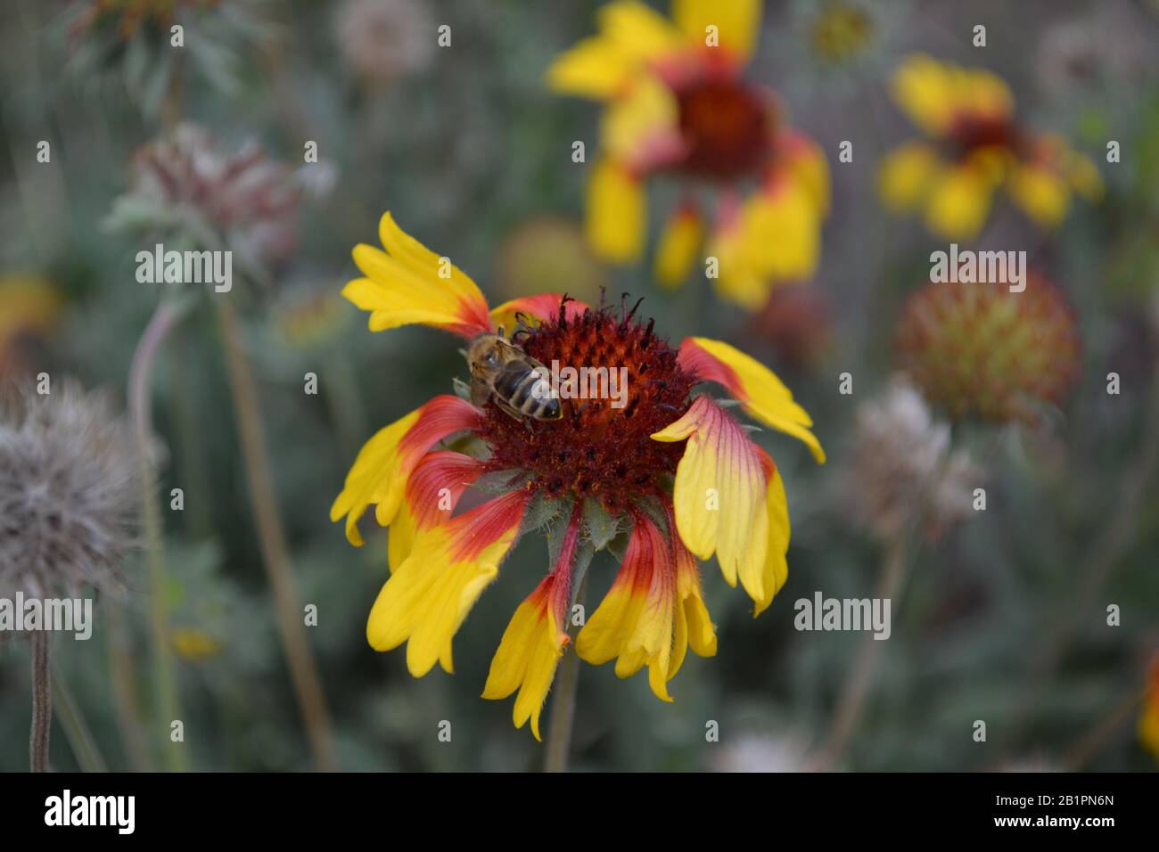 Gaillardia. G. hybrida Fanfare. A bee on a flower. Summer days. Flowerbed with flowers. Green leaves. Bright yellow flowers. Petals. Horizontal Stock Photo