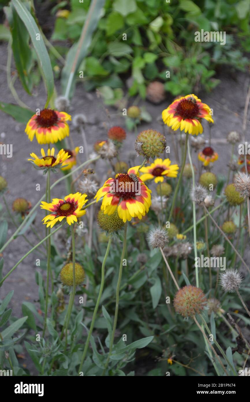 Gaillardia. G. hybrida Fanfare. Summer days. Flowerbed with flowers. Green leaves. Bright yellow flowers. Vertical Stock Photo