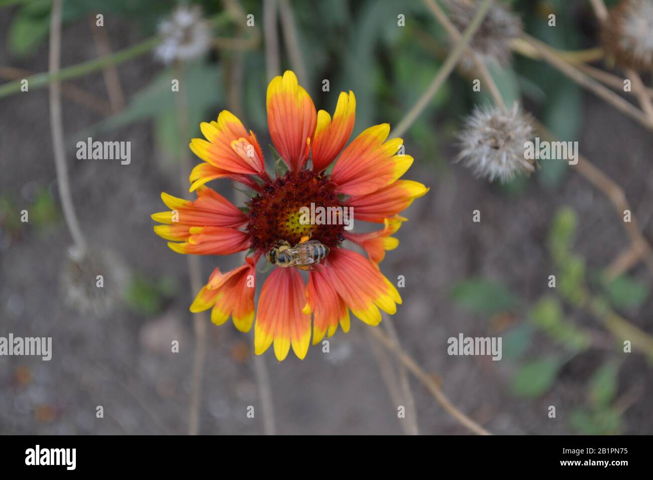 Gaillardia. G. hybrida Fanfare. A bee on a flower. Summer days. Flowerbed with flowers. Green leaves. Horizontal photo Stock Photo