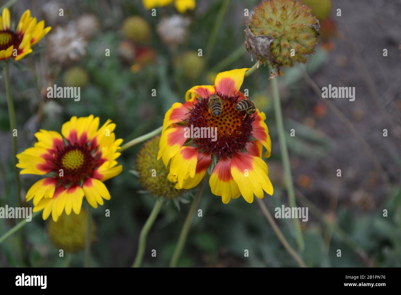 Gaillardia. G. hybrida Fanfare. A bee on a flower. Summer days. Flowerbed with flowers. Green leaves. Horizontal Stock Photo