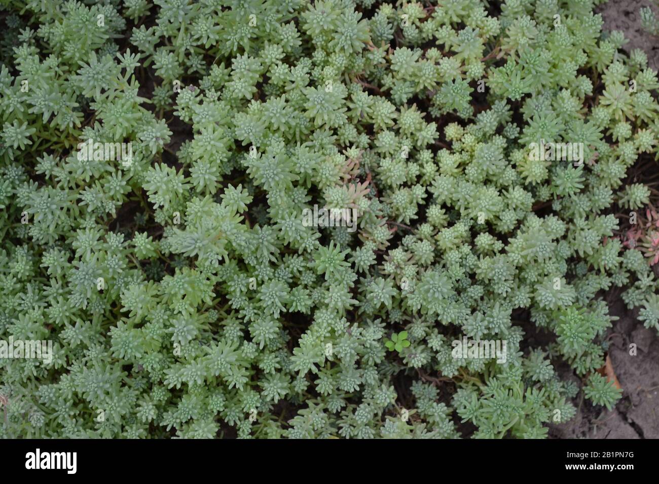 Hare cabbage. Stonecrop.  Sedum. Green moss. Decorative grassy carpet. Green flower bed decoration. Garden. A beautiful tender plant. Green background Stock Photo