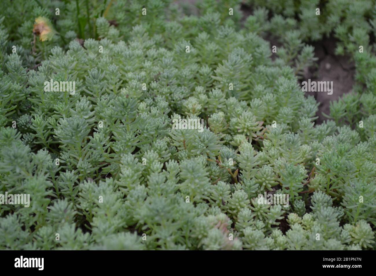 Hare cabbage. Stonecrop.  Sedum. Green moss. Decorative grassy carpet. Green flower bed decoration. Garden. Horizontal Stock Photo