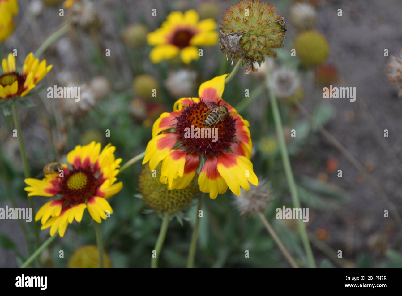 Gaillardia. G. hybrida Fanfare. A bee on a flower. Summer days. Flowerbed with flowers. Horizontal photo Stock Photo