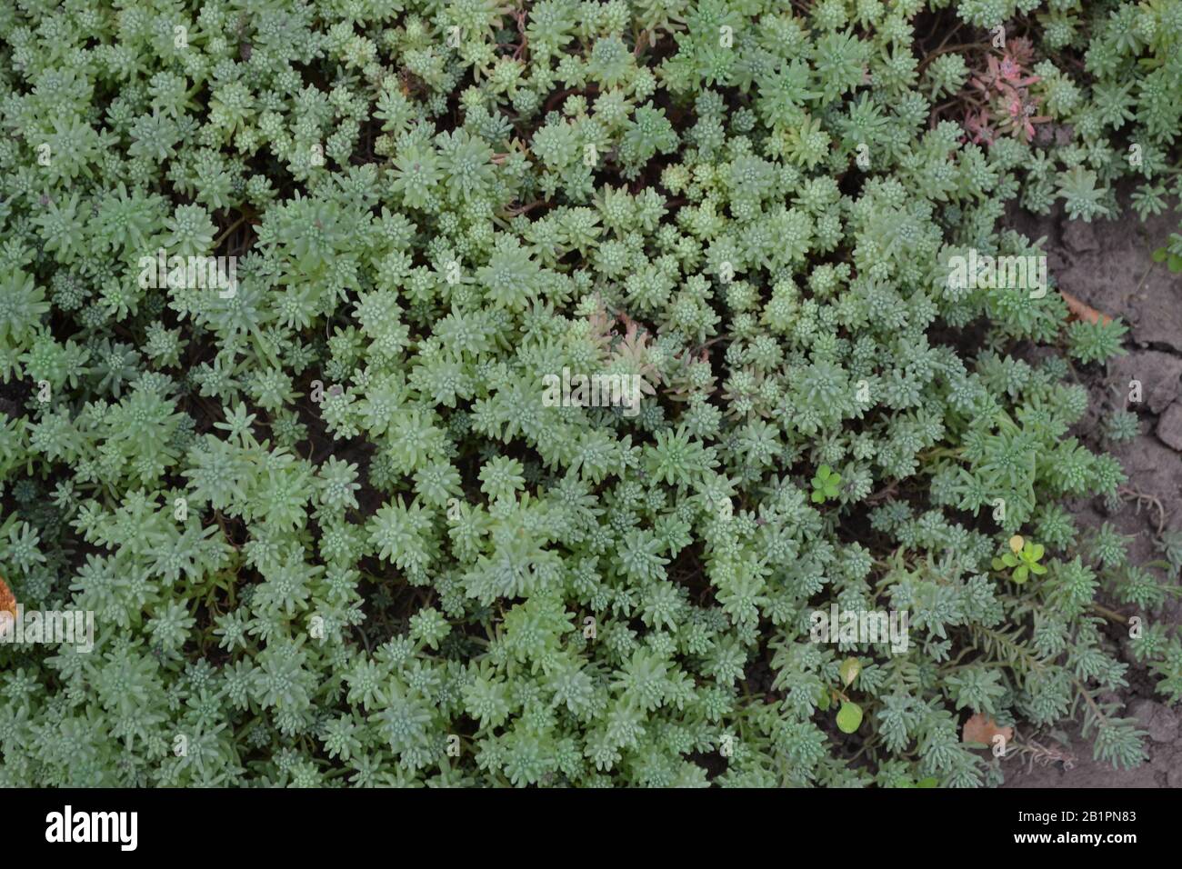 Hare cabbage. Stonecrop.  Sedum. Green moss. Decorative grassy carpet. Green flower bed decoration. Garden. A beautiful plant. Horizontal photo Stock Photo
