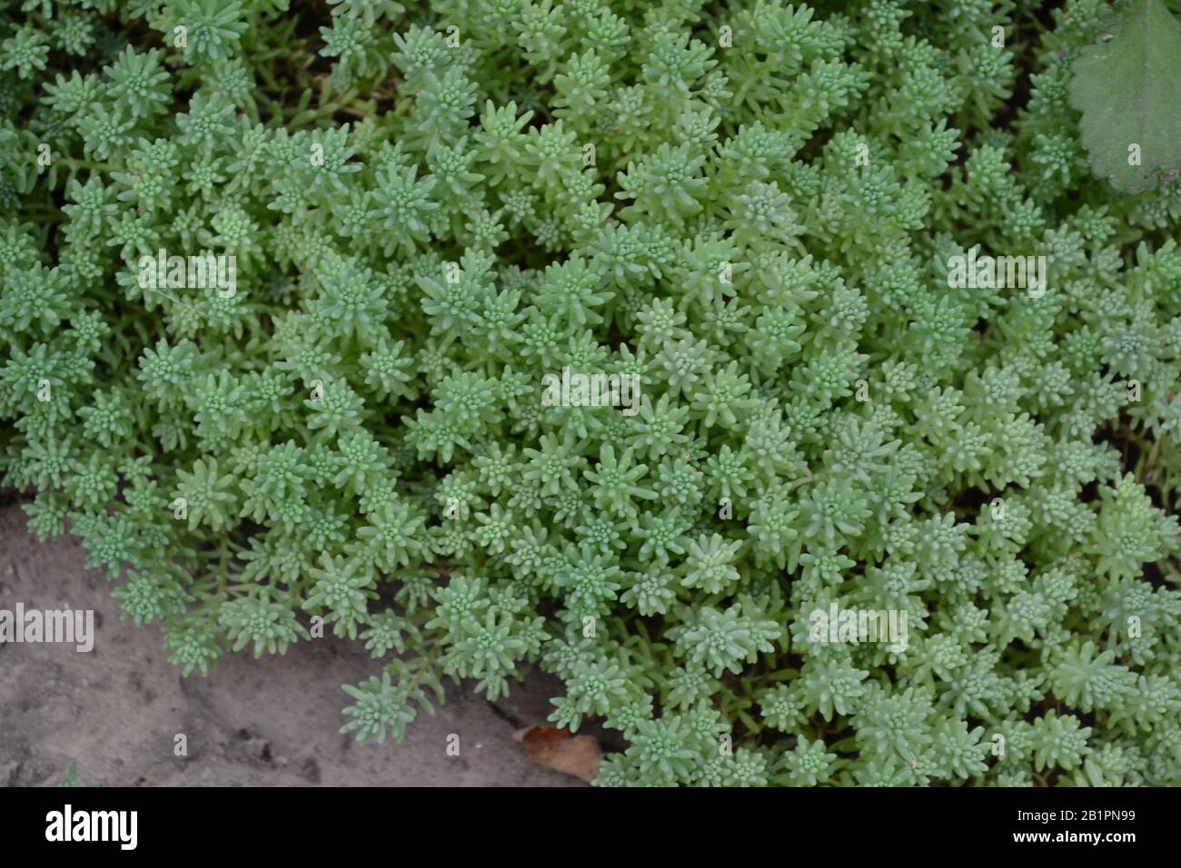Hare cabbage. Stonecrop.  Sedum. Green moss. Decorative grassy carpet. Green flower bed decoration. Garden. A beautiful tender plant. Green background Stock Photo