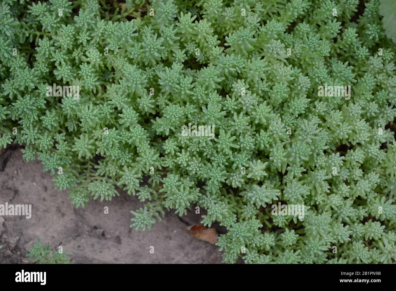 Hare cabbage. Stonecrop.  Sedum. Green moss. Decorative grassy carpet. Green flower bed decoration. Garden. A beautiful tender plant. Green. Horizonta Stock Photo