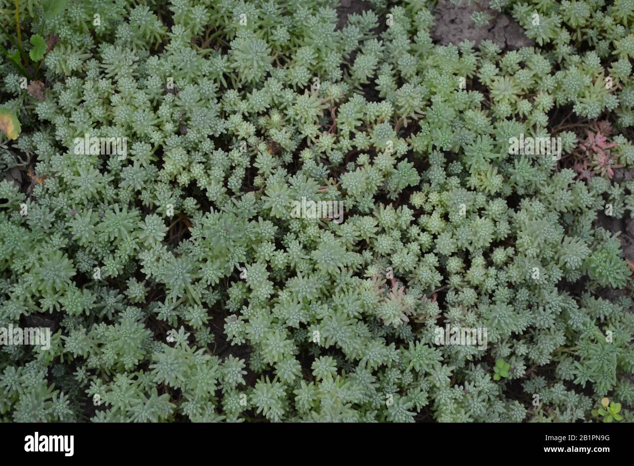 Hare cabbage. Stonecrop.  Sedum. Green moss. Decorative grassy carpet. Green flower bed decoration. Garden. A beautiful plant. Horizontal Stock Photo