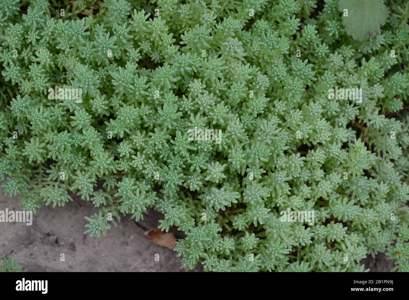 Hare cabbage. Stonecrop.  Sedum. Green moss. Decorative grassy carpet. Green flower bed decoration. Garden. A beautiful tender plant. Horizontal photo Stock Photo