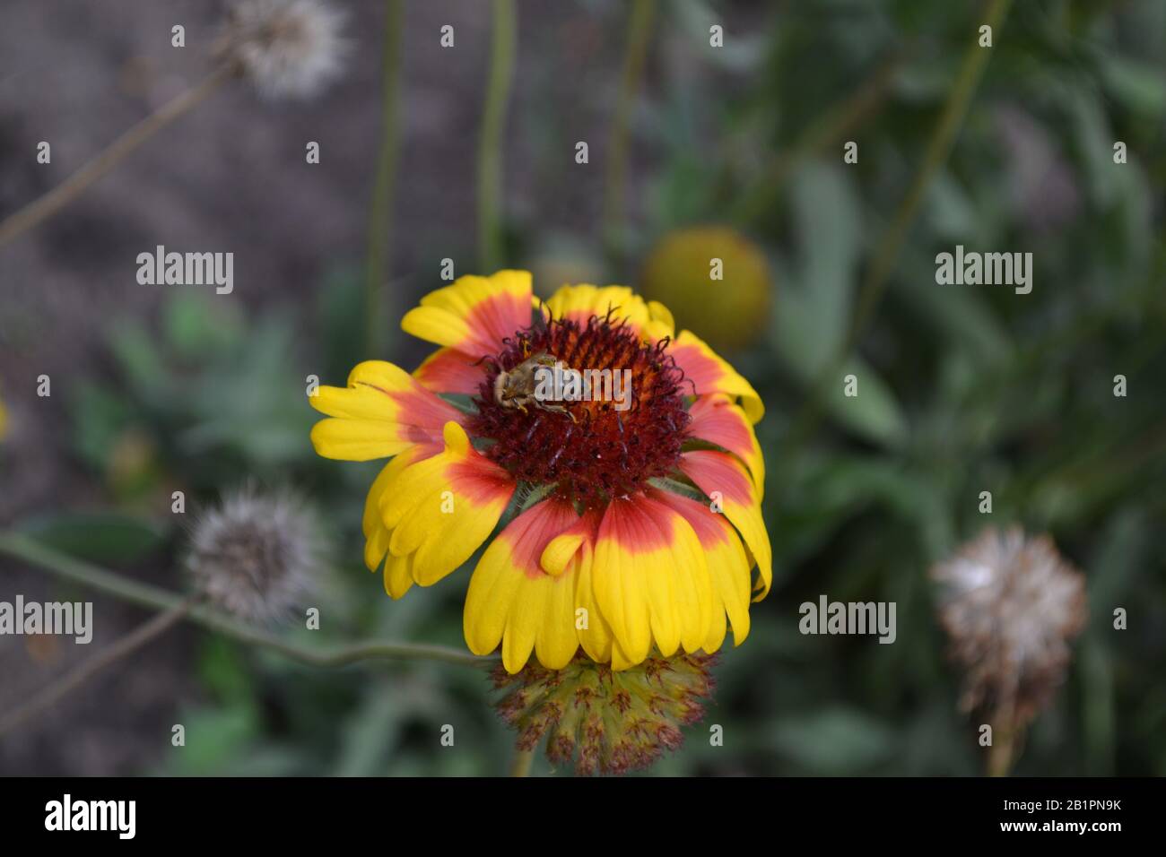 Gaillardia. G. hybrida Fanfare. A bee on a flower. Summer days. Flowerbed with flowers. Green leaves. Bright yellow flowers. Unusual petals. Horizonta Stock Photo