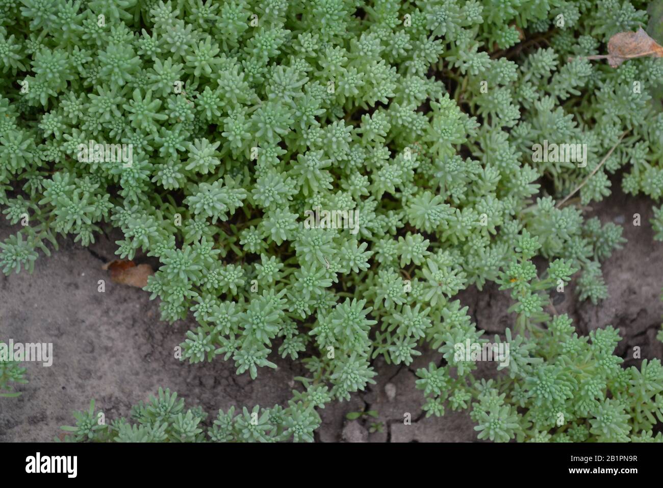 Hare cabbage. Stonecrop.  Sedum. Green moss. Decorative grassy carpet. Green flower bed decoration. Garden. A beautiful tender plant. Horizontal Stock Photo