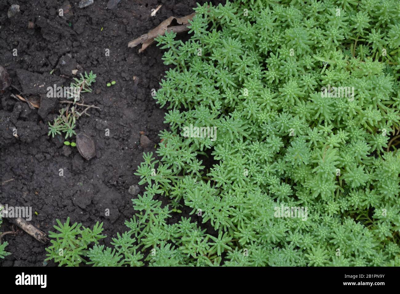 Hare cabbage. Stonecrop.  Sedum. Green moss. Decorative grassy carpet. Flower bed. Horizontal photo Stock Photo
