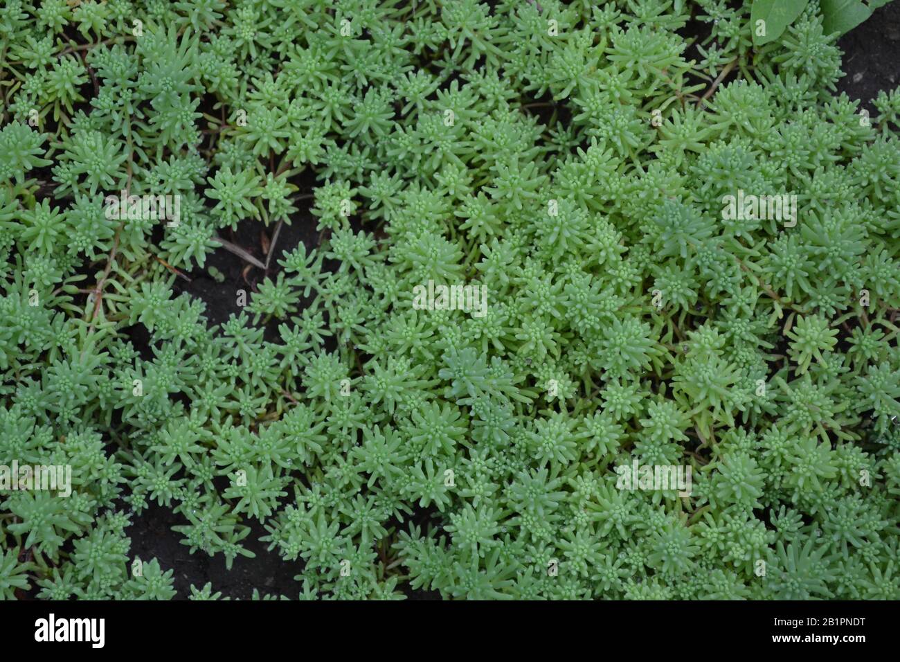 Hare cabbage. Stonecrop.  Sedum. Green moss. Decorative grassy carpet. Horizontal Stock Photo