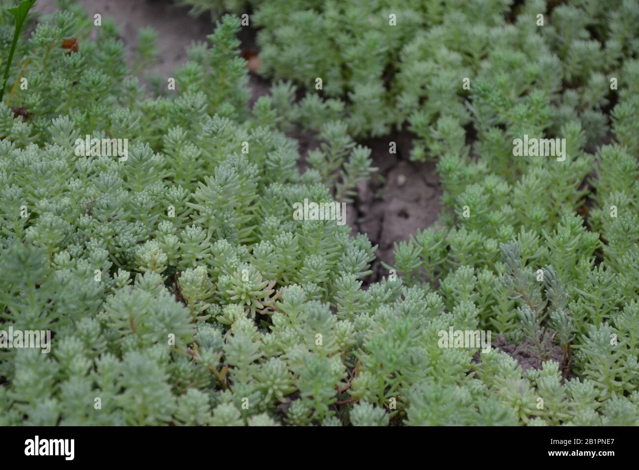 Hare cabbage. Stonecrop.  Sedum. Green moss. Decorative grassy carpet. Green flower bed decoration. Horizontal Stock Photo
