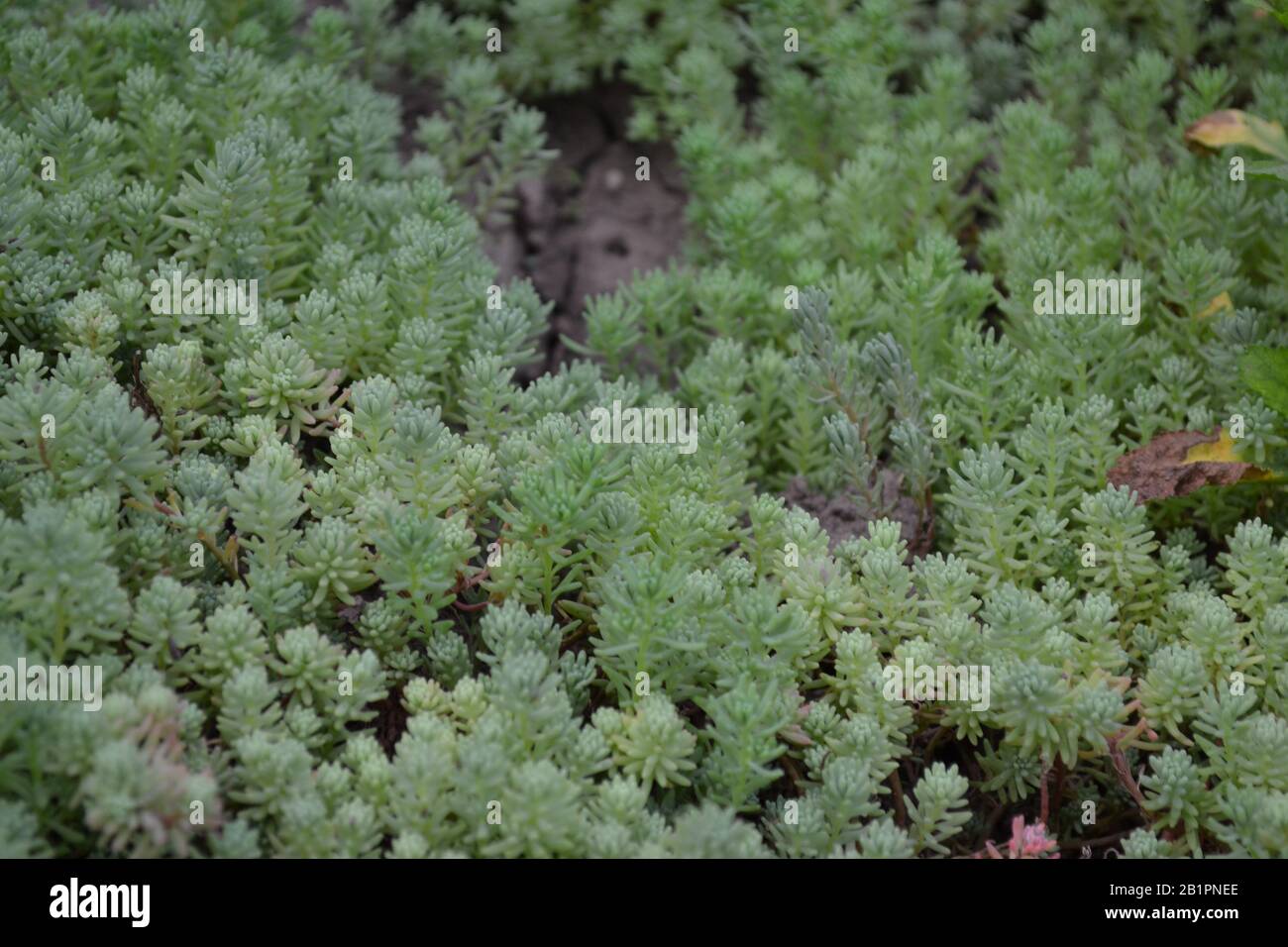 Hare cabbage. Stonecrop.  Sedum. Green moss. Decorative grassy carpet. Green flower bed. Horizontal photo Stock Photo