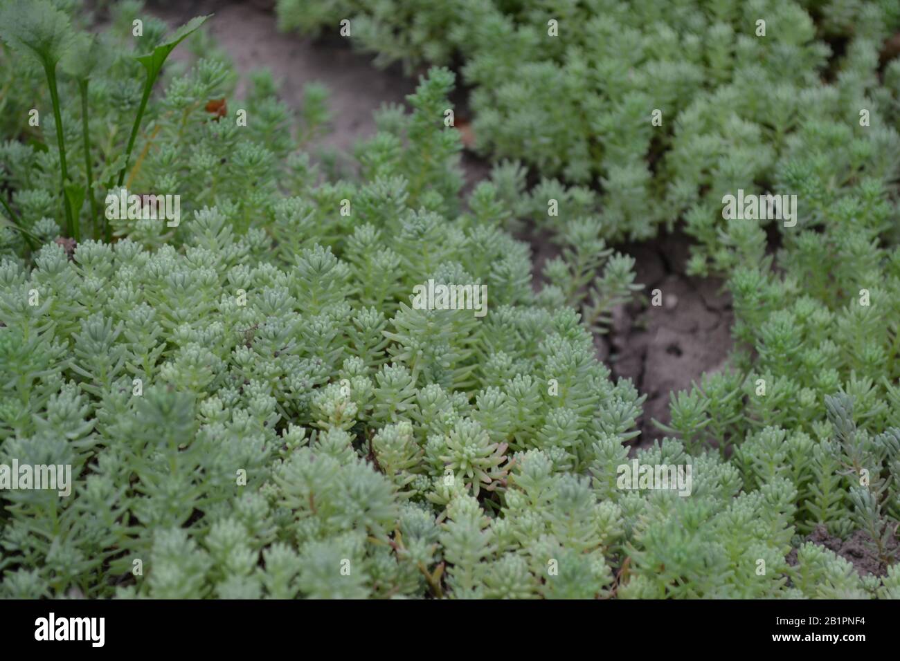 Hare cabbage. Stonecrop.  Sedum. Green moss. Decorative grassy carpet. Green flower bed decoration. Horizontal photo Stock Photo