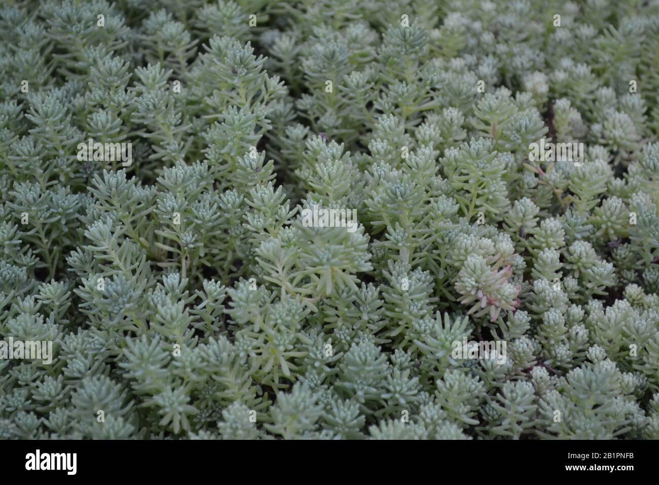 Stonecrop. Hare cabbage. Sedum. Green moss. Decorative grassy carpet. Green flower bed decoration. Garden. A beautiful tender plant. Green background. Stock Photo