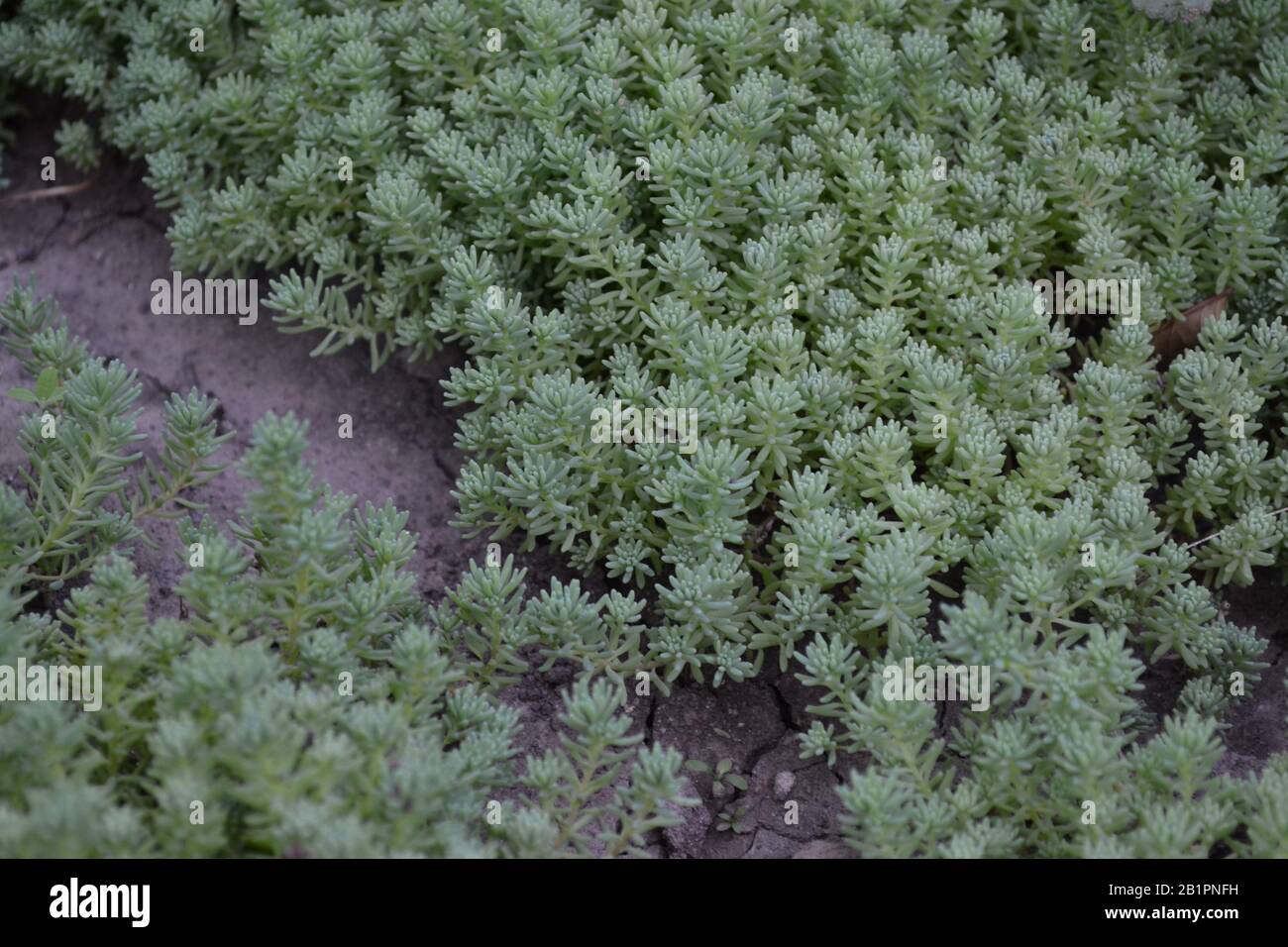 Stonecrop. Hare cabbage. Sedum. Green moss. Decorative grassy carpet. Green flower bed decoration. Garden. A beautiful plant. Horizontal photo Stock Photo