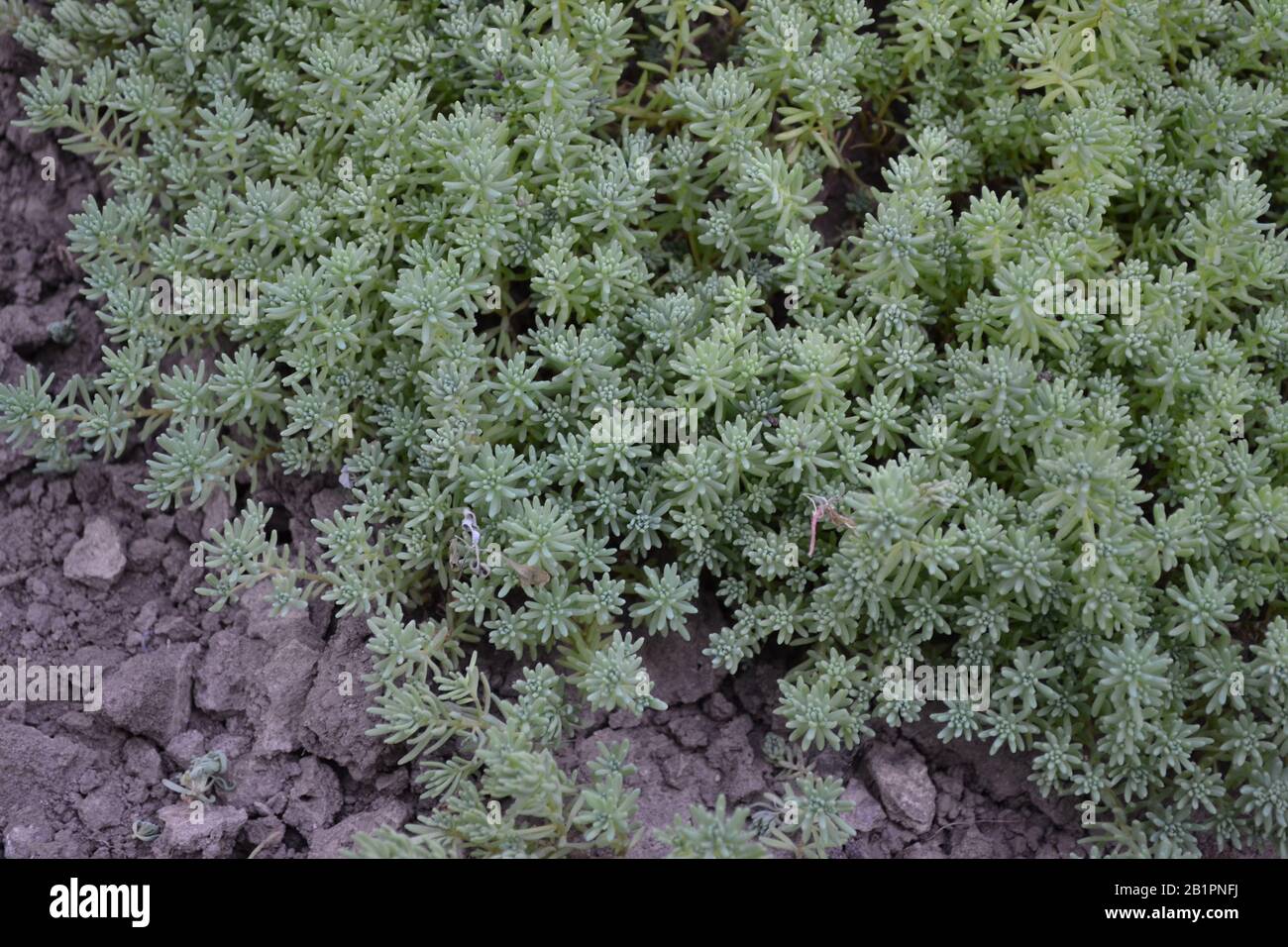 Stonecrop. Hare cabbage. Sedum. Green moss. Decorative grassy carpet. Green flower bed decoration. Garden beautiful. Horizontal photo Stock Photo