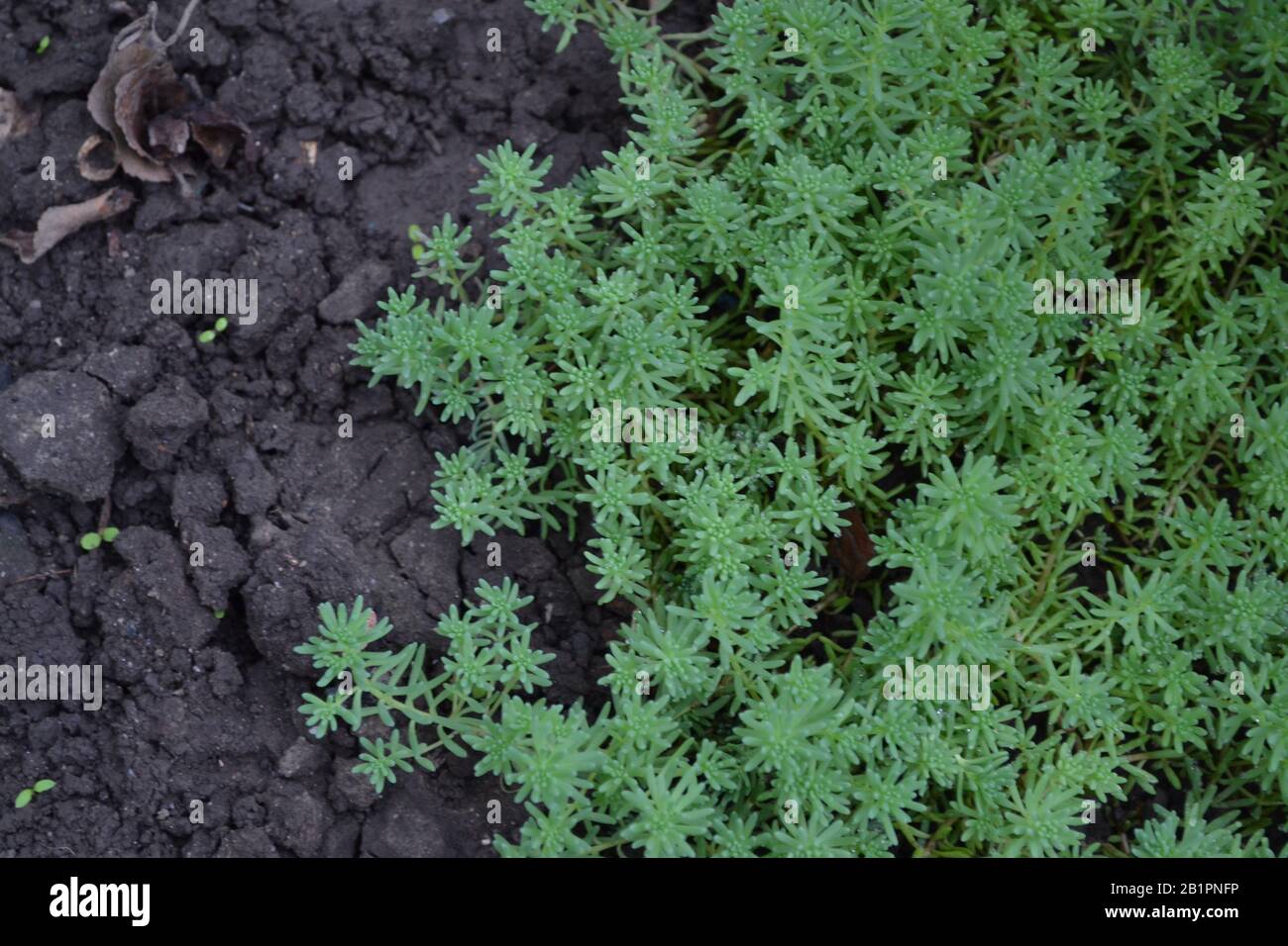 Stonecrop. Hare cabbage. Sedum. Green moss. Decorative grassy carpet. Green flower bed decoration. Garden. Green. Horizontal photo Stock Photo