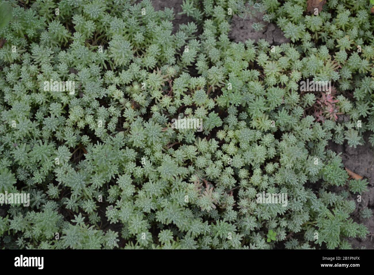 Sedum. Stonecrop. Hare cabbage. Green moss. Decorative grassy carpet. Green flower bed decoration. Garden. A beautiful tender plant. Green background. Stock Photo
