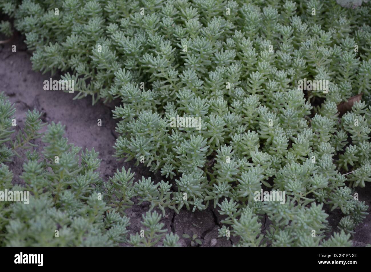 Stonecrop. Hare cabbage. Sedum. Green moss. Decorative grassy carpet. Green flower bed decoration. Garden. A beautiful tender plant. Green. Horizontal Stock Photo