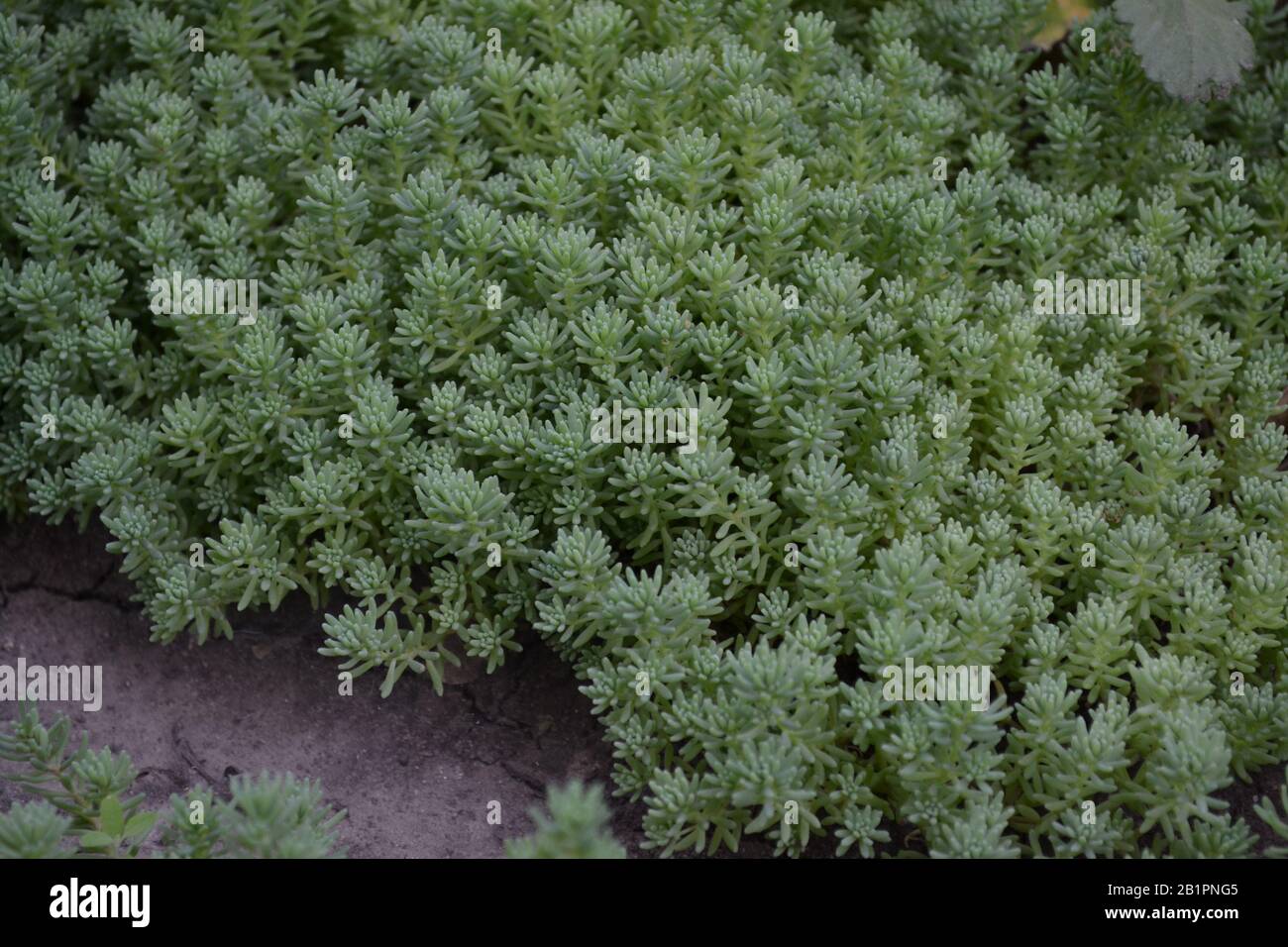 Stonecrop. Hare cabbage. Sedum. Green moss. Decorative grassy carpet. Green flower bed decoration. Garden beautiful. Horizontal Stock Photo