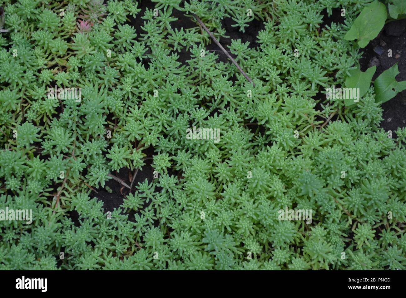 Sedum. Stonecrop. Hare cabbage. Green moss. Decorative grassy carpet. Green flower bed decoration. Garden. A beautiful plant. Horizontal photo Stock Photo