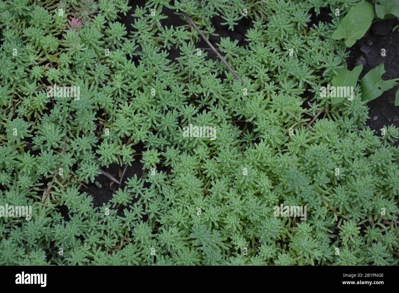 Stonecrop. Hare cabbage. Sedum. Green moss. Decorative grassy carpet. Green flower bed decoration. Garden. Green background. Horizontal photo Stock Photo