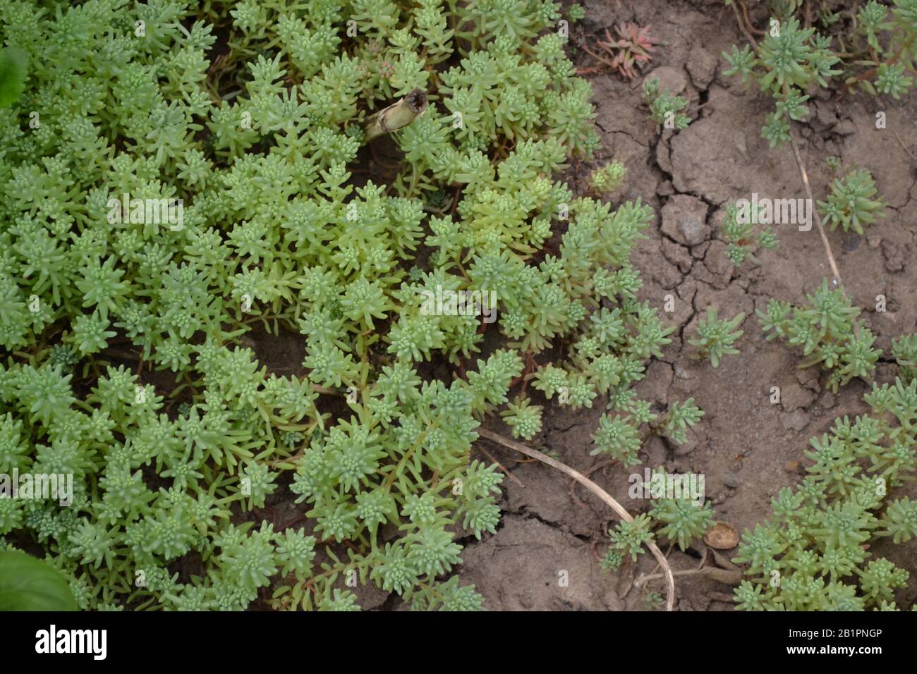 Stonecrop. Hare cabbage. Sedum. Green moss. Decorative grassy carpet. Flower bed. Horizontal Stock Photo