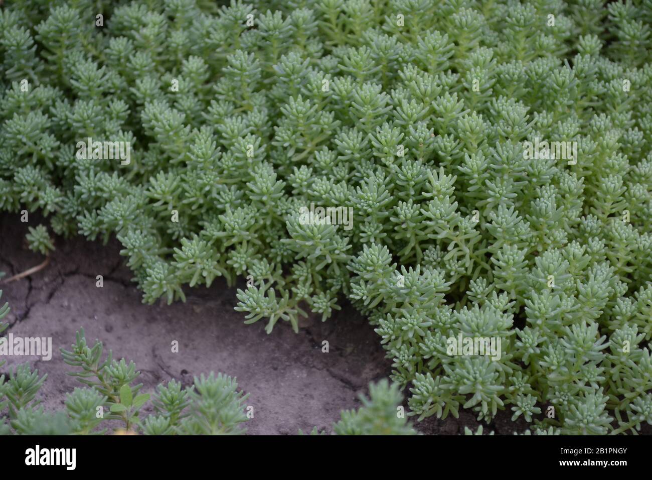 Stonecrop. Hare cabbage. Sedum. Green moss. Decorative grassy carpet. Green flower bed decoration. Horizontal photo Stock Photo