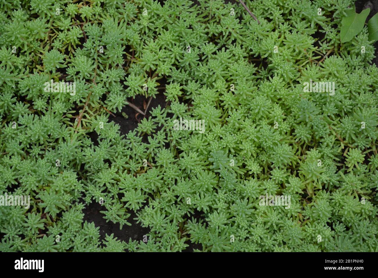 Stonecrop. Hare cabbage. Sedum. Green moss. Decorative grassy carpet. Green flower bed decoration. Garden. Green background. Horizontal Stock Photo