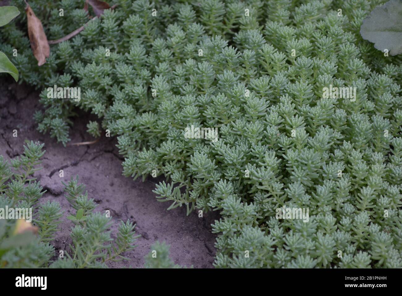 Stonecrop. Hare cabbage. Sedum. Green moss. Decorative grassy carpet. Green flower bed decoration. Garden. A beautiful tender plant. Horizontal Stock Photo