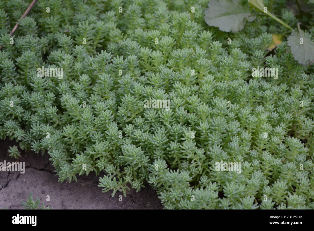 Stonecrop. Hare cabbage. Sedum. Green moss. Decorative grassy carpet. Green flower bed decoration. Garden. Horizontal photo Stock Photo