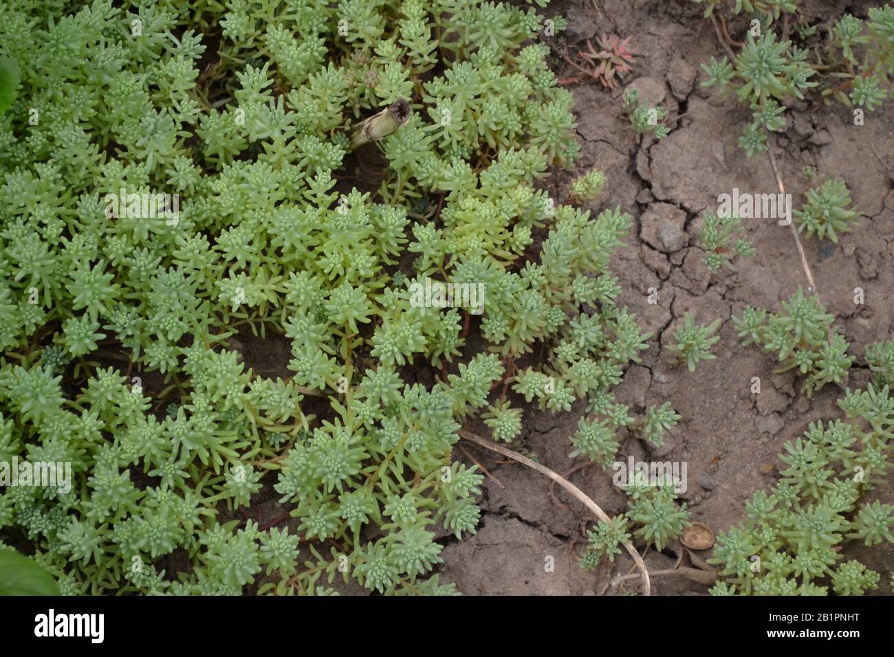 Stonecrop. Hare cabbage. Sedum. Green moss. Decorative grassy carpet. Horizontal photo Stock Photo