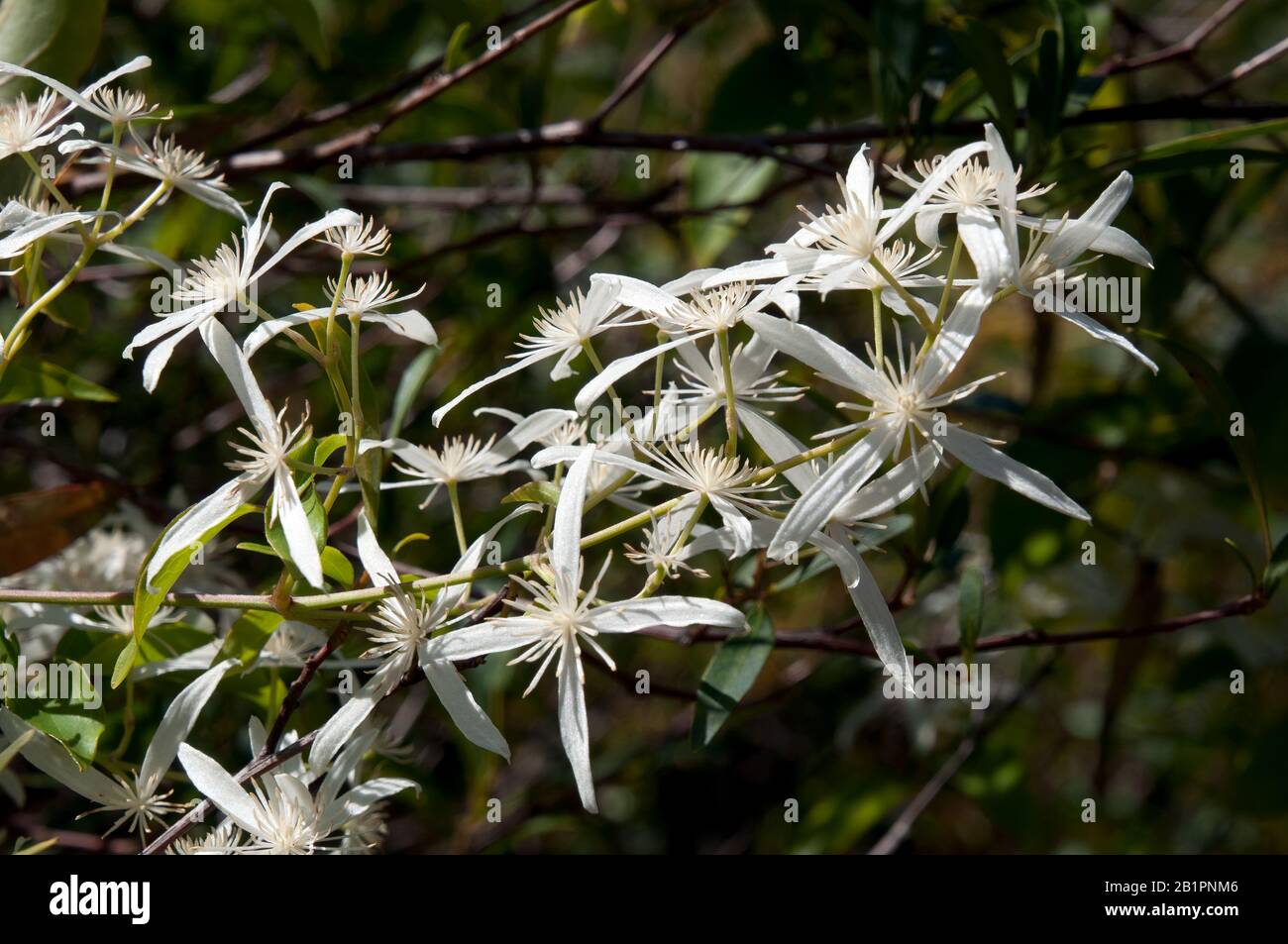 Sydney Australia, flowering stem of clematis aristata vine in the sunshine Stock Photo