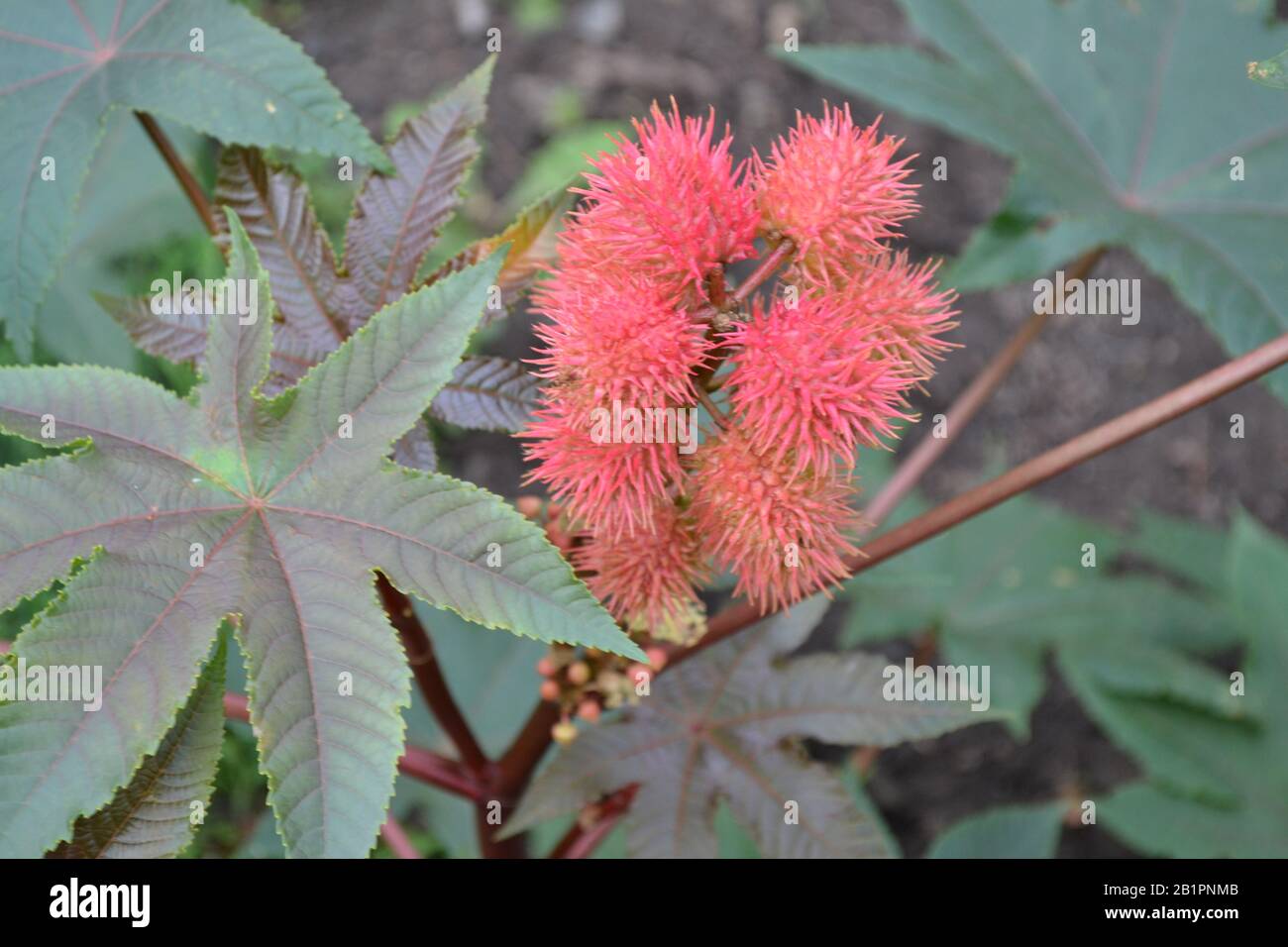 Castor. Ricinus. Ricinus arborescens. Decorative plant. Garden plant. Tropical. Horizontal photo Stock Photo