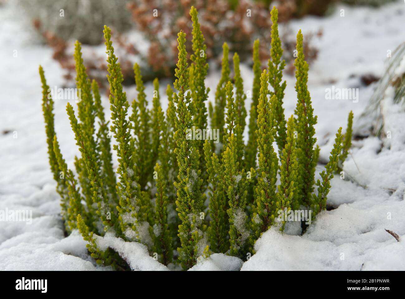 Calluna vulgaris - green heather in snow. A bunch of Erica carnea, flowering subshrub plant shoot at winter time Stock Photo