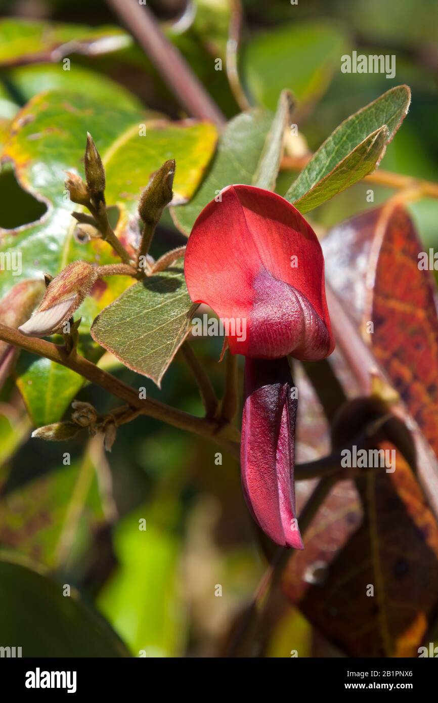 Sydney Australia, flower of the australian native kennedia rubicunda, also known as a dusky coral pea in the sunshine Stock Photo
