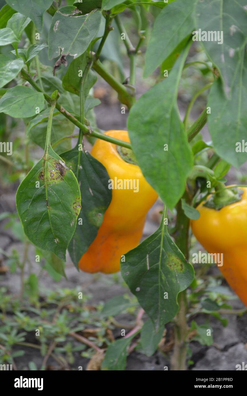 Pepper. Capsicum annuum. Vegetables. Farm, field. Vertical Stock Photo ...