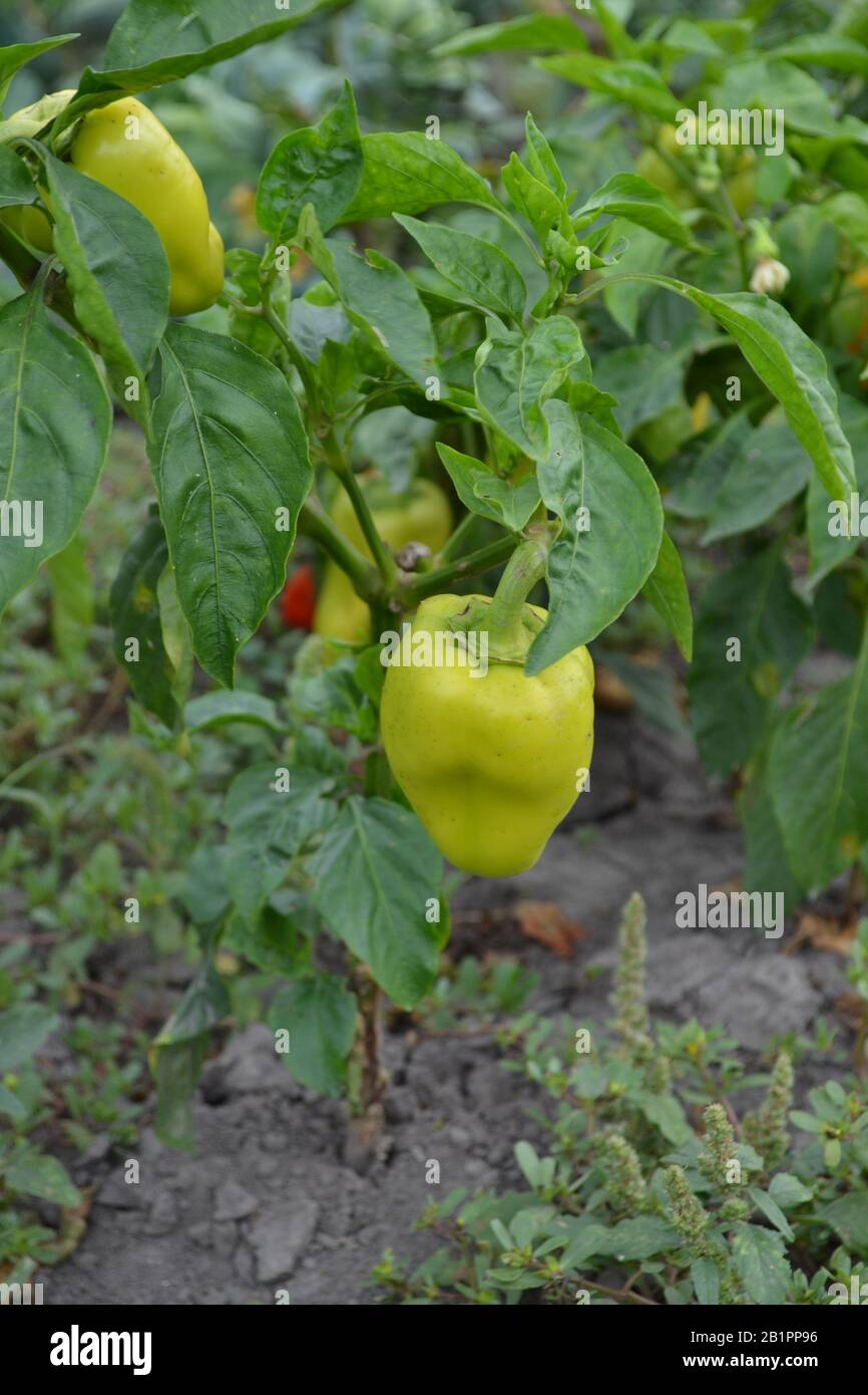 Pepper. Capsicum annuum. Vegetables. Farm, field, garden. Summer day ...