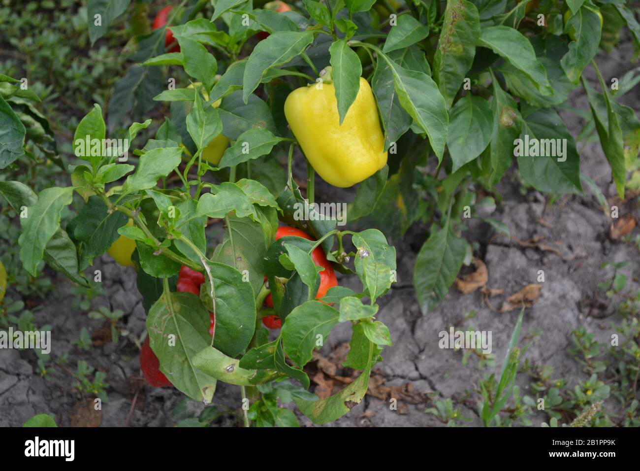 Pepper. Capsicum annuum. Vegetables. Farm, field, garden. Summer day ...
