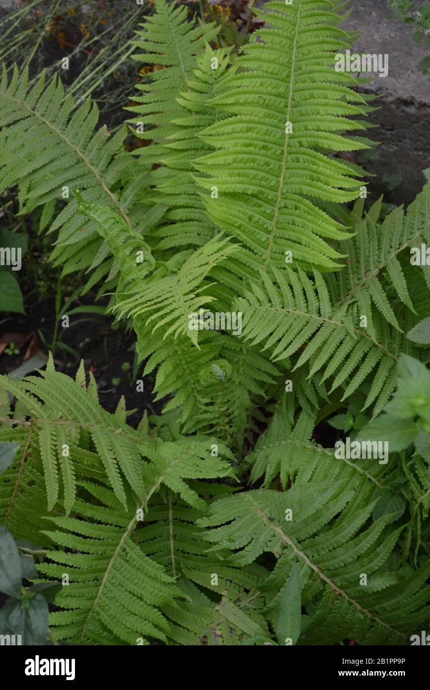 Fern. Anogramma laptophylla. Beautiful green leaves. Decoration of a flower bed. Summer day Stock Photo