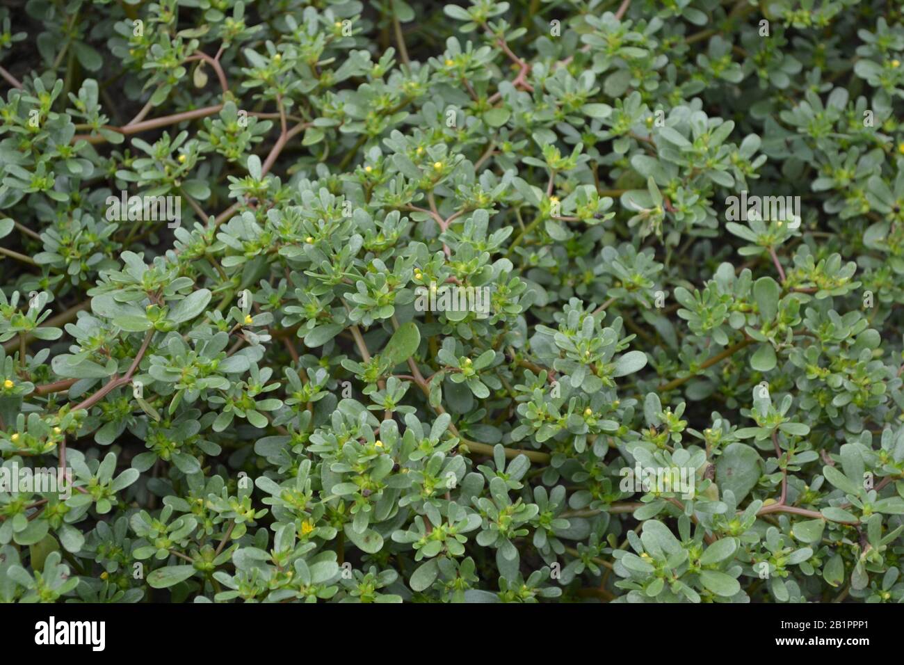 Portulaca oleracea. Purslane. Field. Growing. Agriculture. Weeds ...