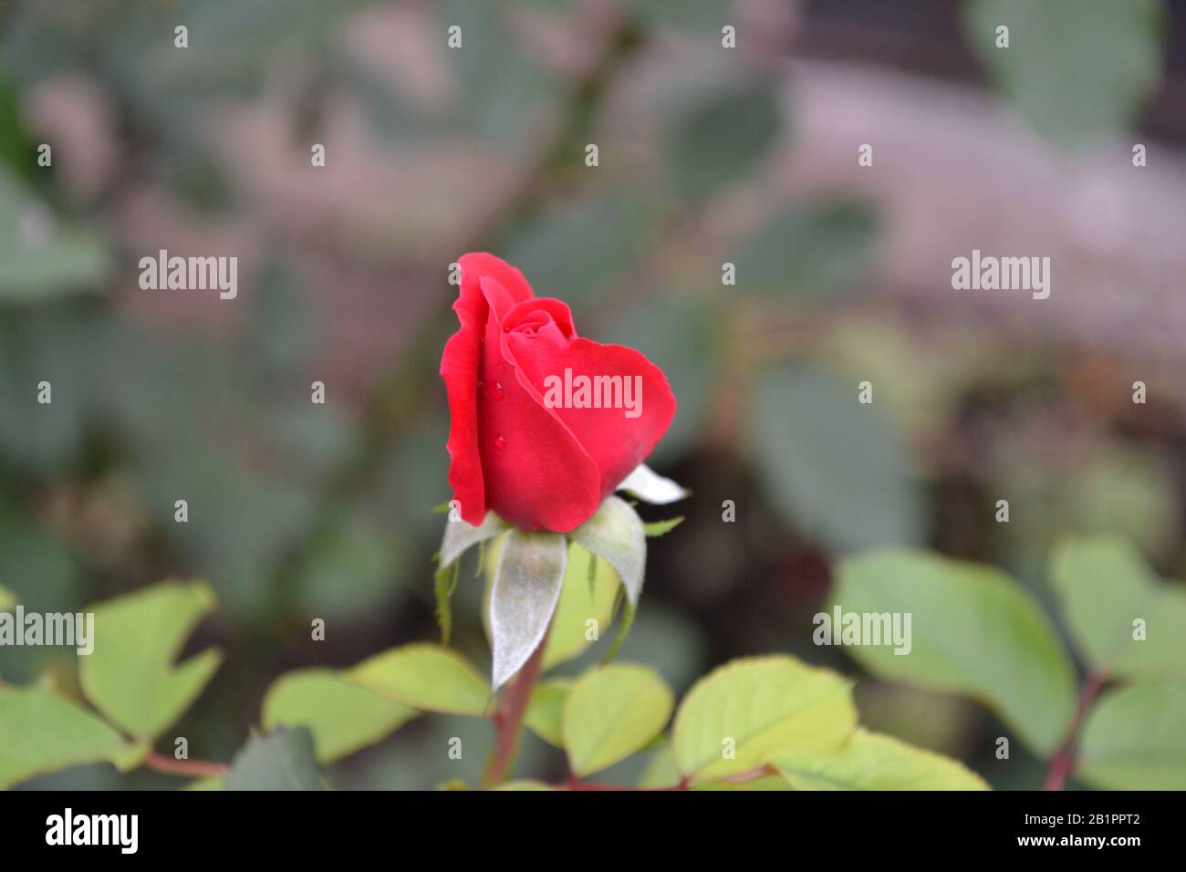 Red Rose. Queen of flowers. Luxury buds. Rose bush. Garden. A flower