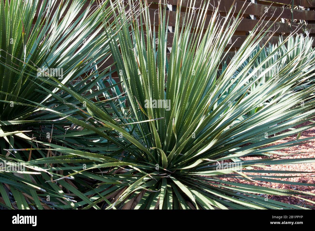 Sydney Australia, Dasylirion wheeleri or Common Sotol belonging to the asparagus family Stock Photo