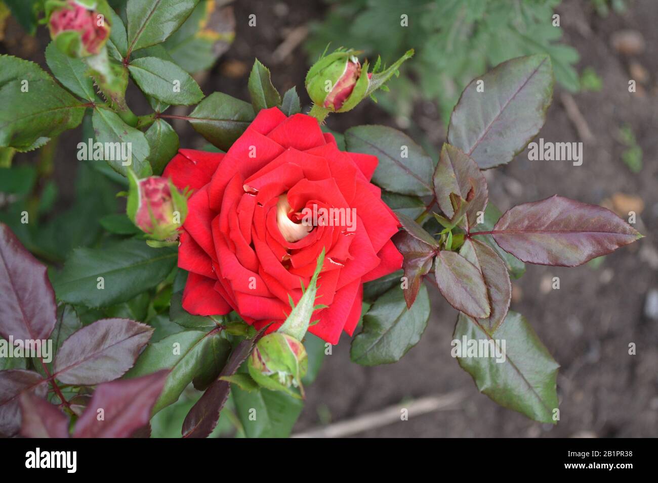 Red Rose. Queen of flowers. Luxury buds. Rose bush. Garden. A flower