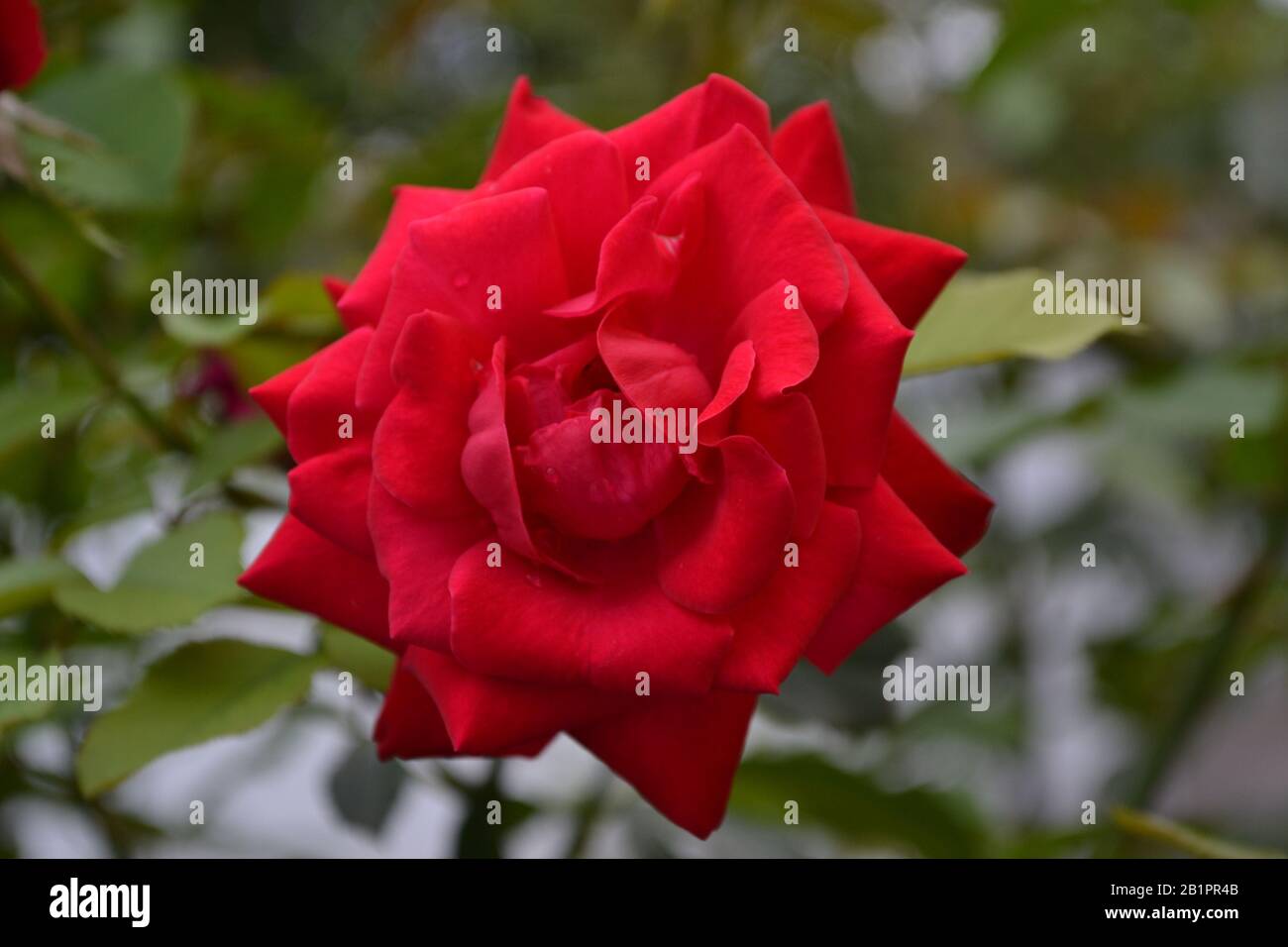 Red Rose. Queen of flowers. Luxury buds. Rose bush. Garden. A flower