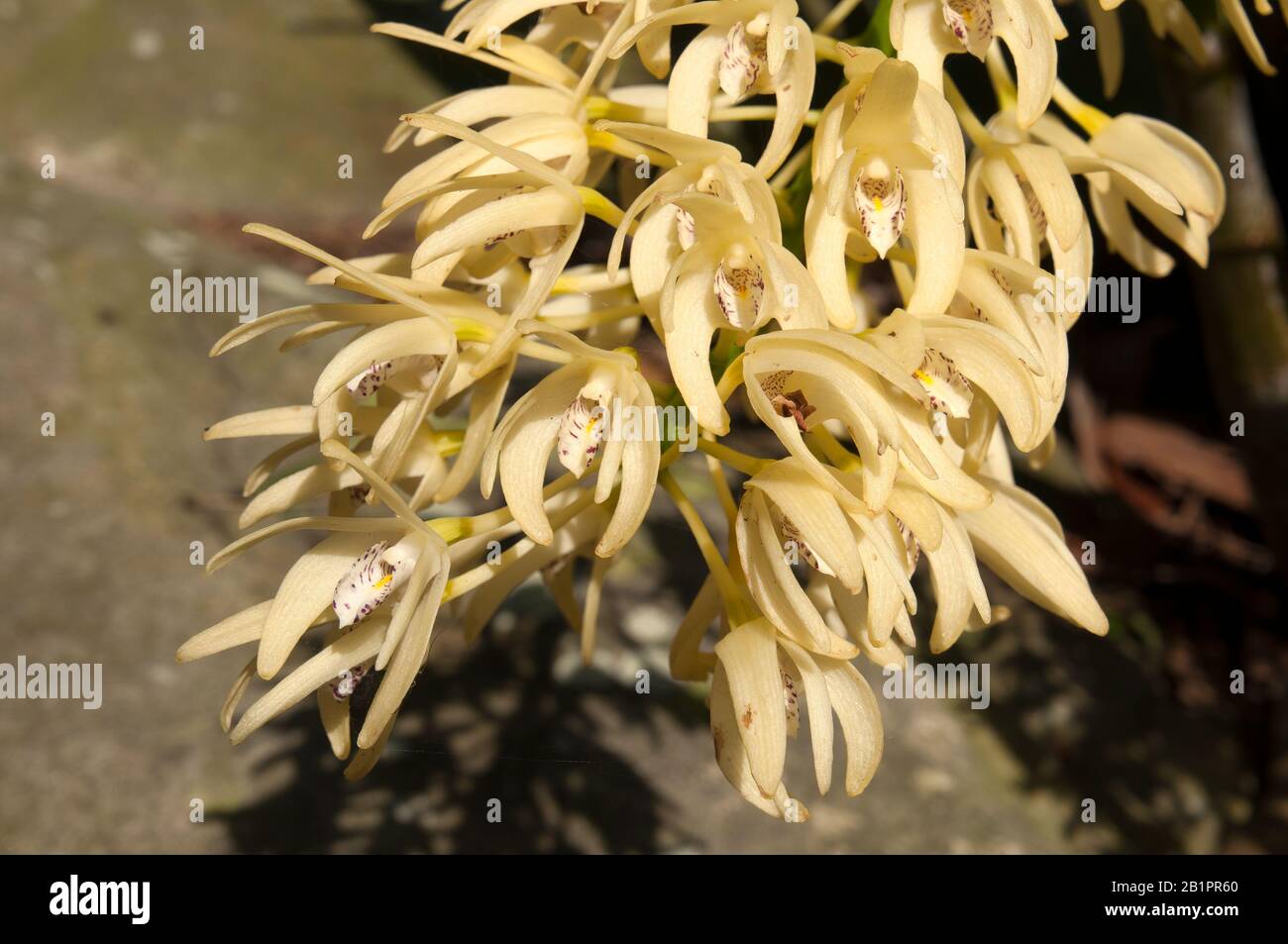 Sydney Australia, yellow flowering Dendrobium speciosum  or Sydney rock orchid Stock Photo
