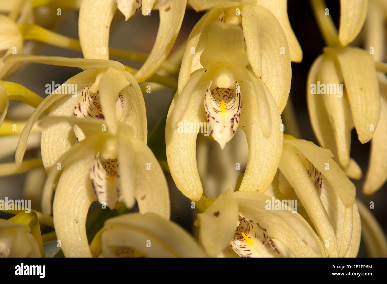 Sydney Australia, yellow flowering Dendrobium speciosum  or Sydney rock orchid Stock Photo