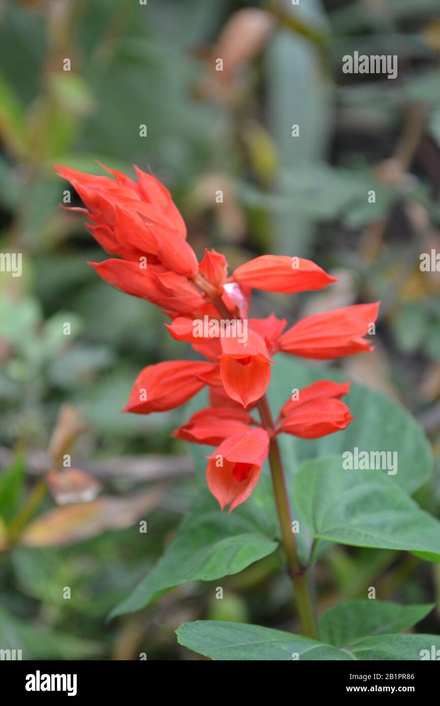 Salvia. Salvia splendens. Flower red. Beautiful inflorescences ...